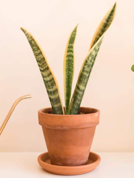 Snake Plants