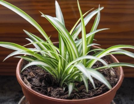 Spider Plants