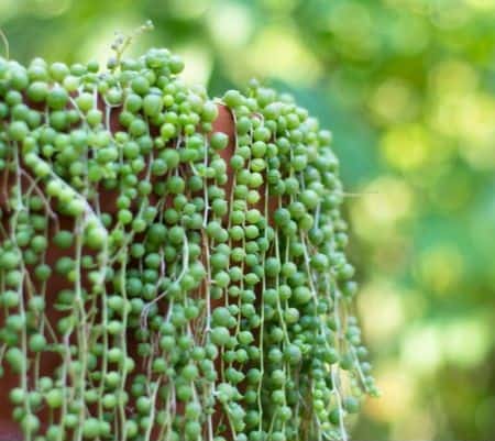 String of pearls