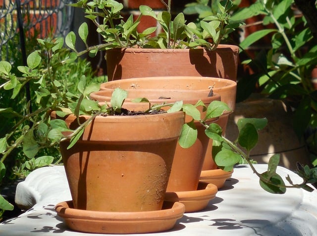 Terracotta Pots Plants
