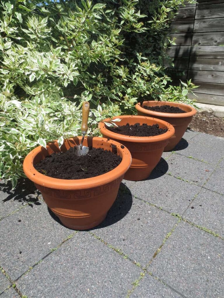 Terracotta Pots Good For Plants?