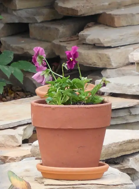 Terracotta Pots 