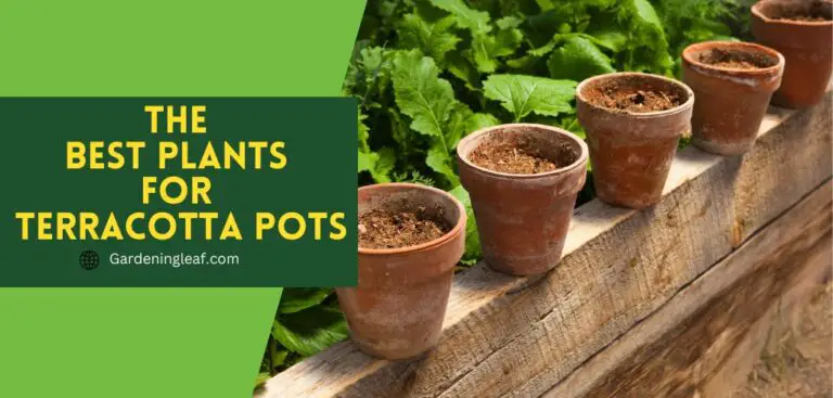 The Best Plants for Terracotta Pots: Tips for Caring Your Plants