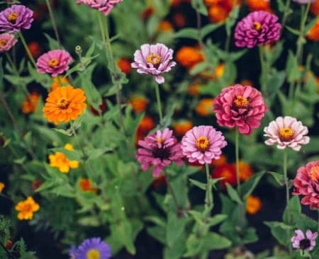 Zinnias