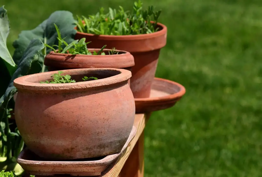 Best Plants for Terracotta Pots
