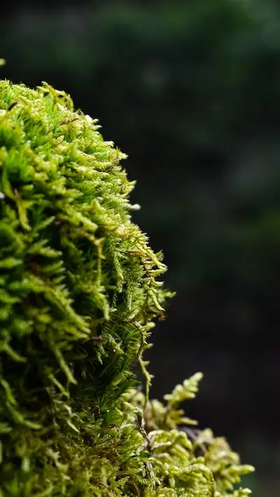 Moss in Winter