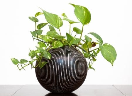 terracotta pots good for pothos