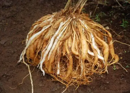 Learn how to safely repot a plant with root rot 
