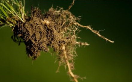 how to repot a plant with root rot in this easy-to-follow guide. Remove diseased roots and replant for healthy growth.