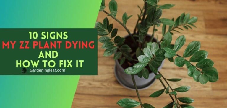 10 Signs My ZZ Plant Dying and How to Fix It