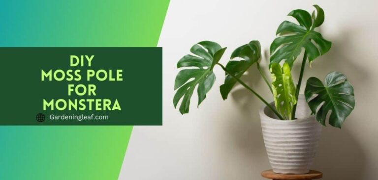 DIY Moss Pole for Monstera : The Ultimate Guide