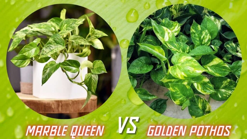 Marble Queen vs Golden Pothos