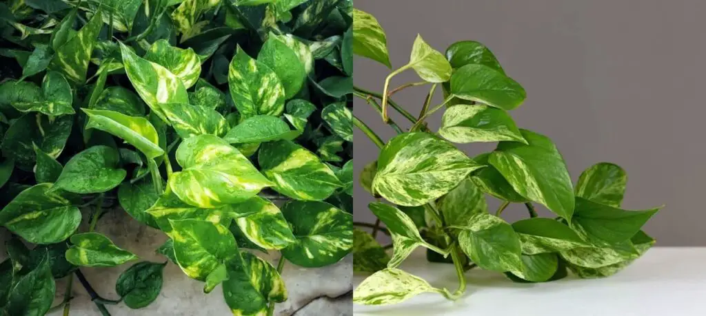 golden pothos vs marble queen

