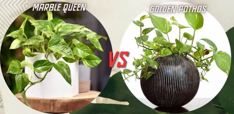 Marble Queen vs Golden Pothos : The Face-Off