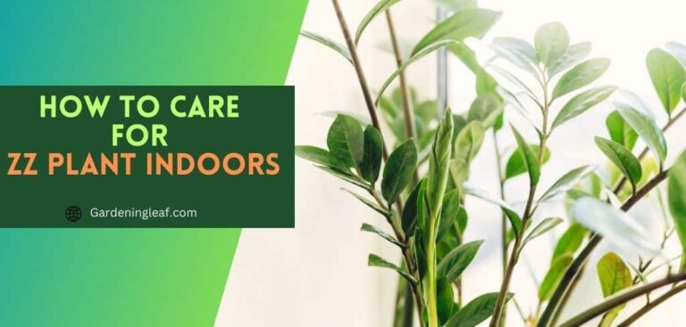 How to Care for ZZ Plant Indoors: Effortless Care Guide