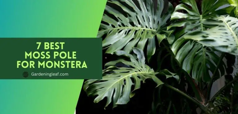 7 Best Moss Pole For Monstera: A Comprehensive Guide