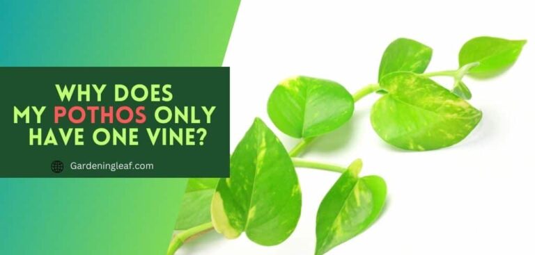 Why Does my Pothos Only Have One Vine? – best-known Reason