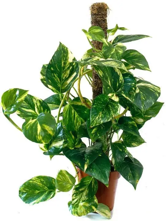 Golden Pothos
