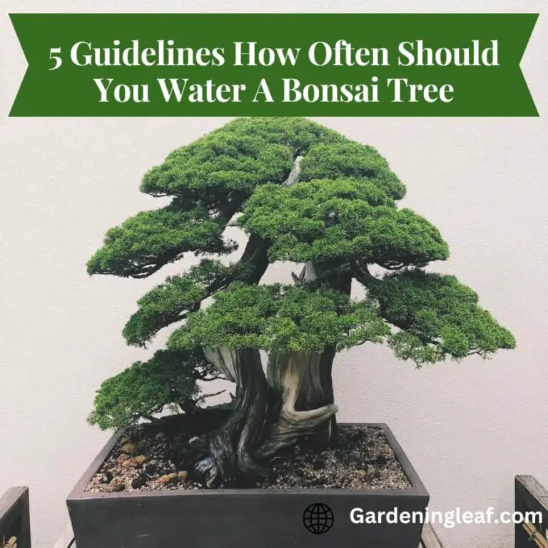 How Often Should You Water A Bonsai Tree? Find Out Now!