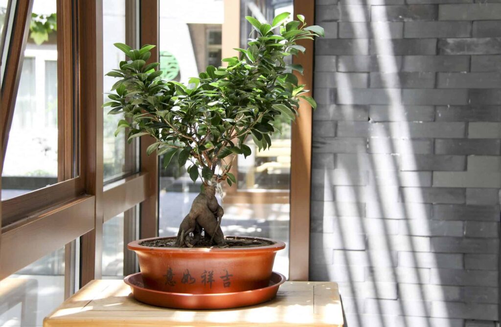 A Bonsai Tree

