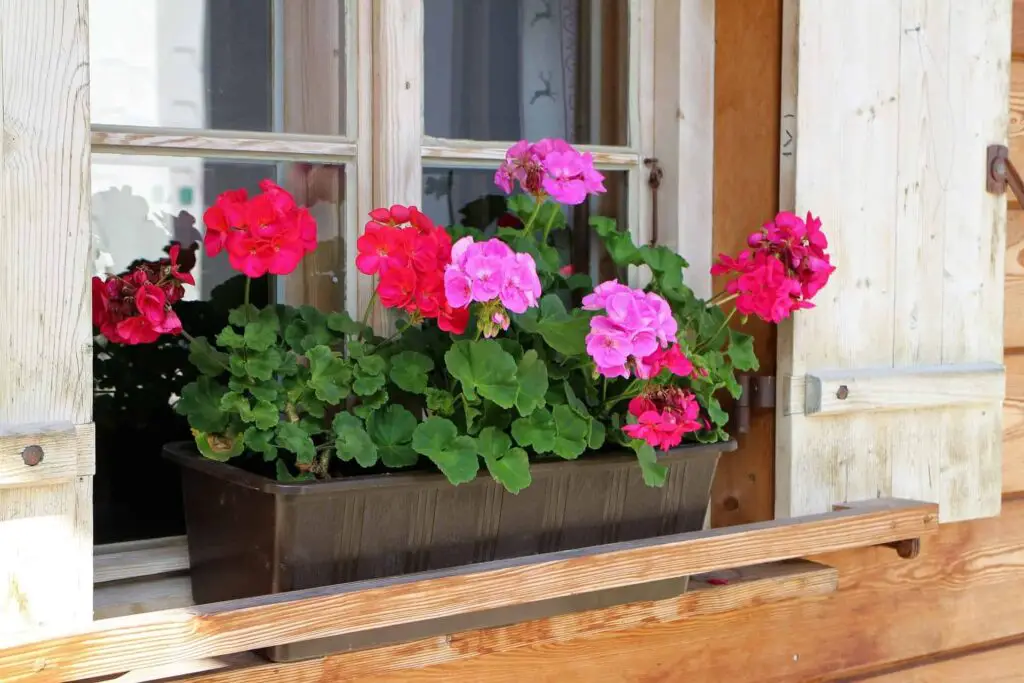 how often to water geraniums in pots