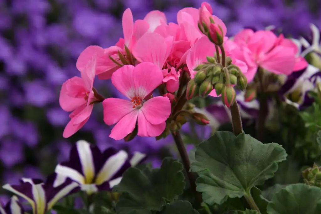 Water Geraniums in Pots