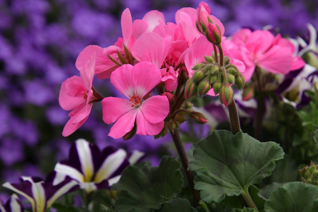 How Often To Water Geraniums In Pots? An Effective Guide