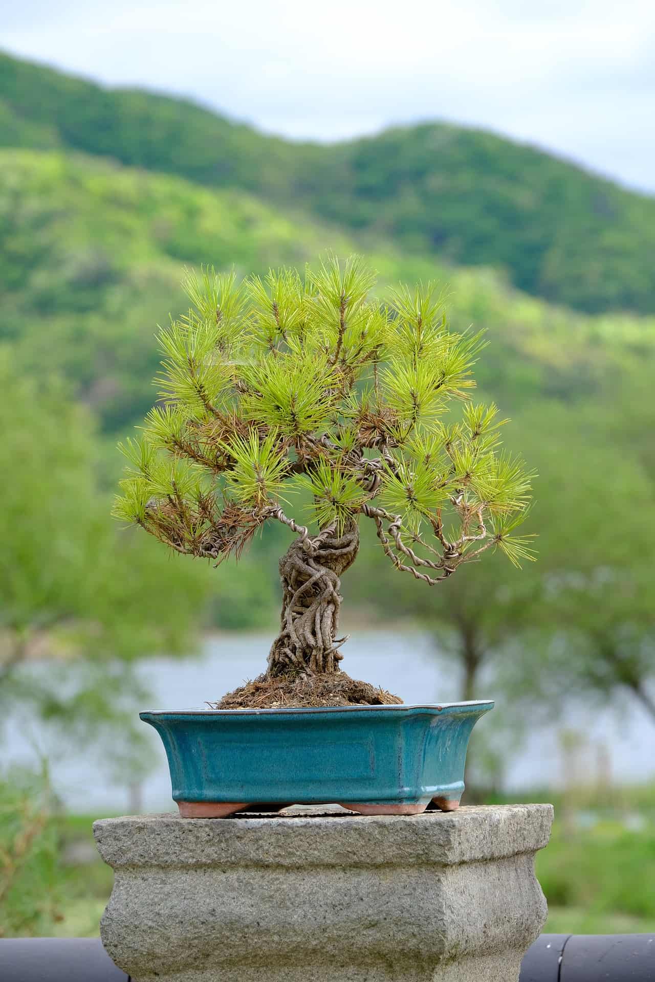 5 Guidelines How Often Should You Water A Bonsai Tree