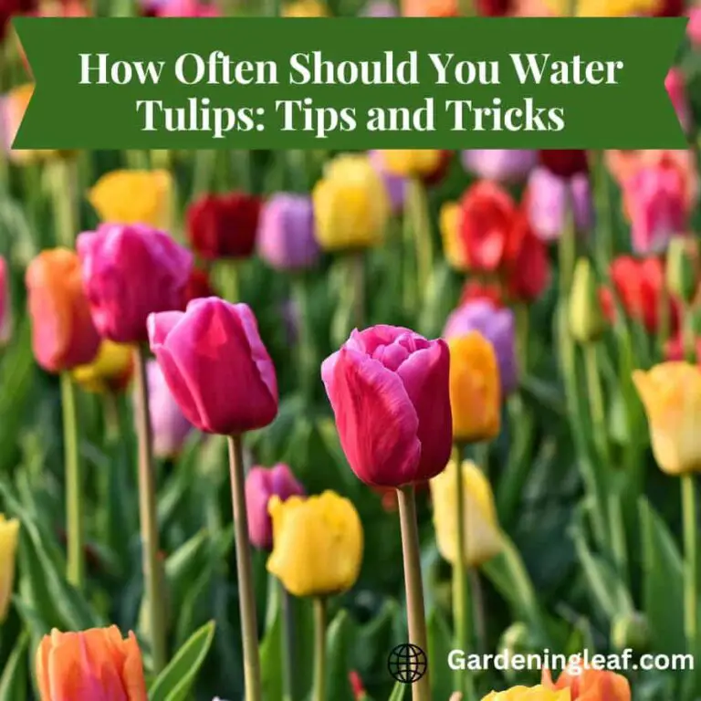 How Often Should You Water Tulips: Tips and Tricks