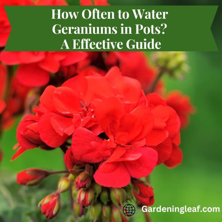 How Often to Water Geraniums in Pots? An Effective Guide