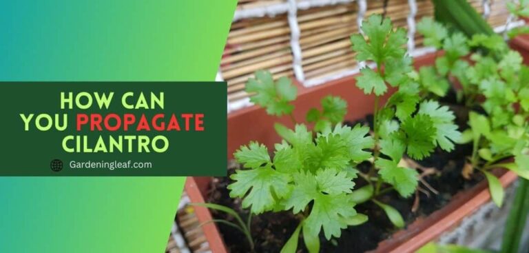How Can you propagate cilantro: Tips and Tricks