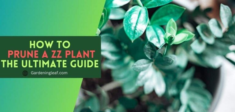 The Ultimate Guide To Pruning Your ZZ Plant: Tips And Tricks