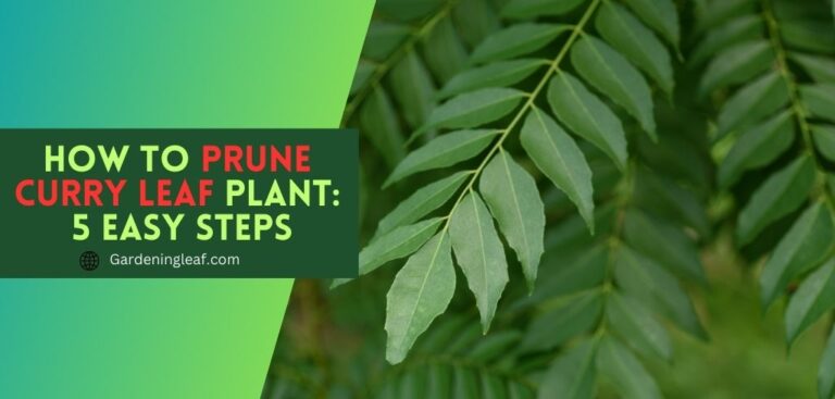 How to prune curry leaf plant: 5 easy steps