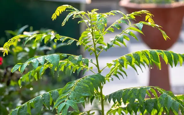 prune curry leaf