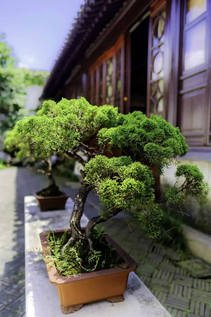 bonsai 