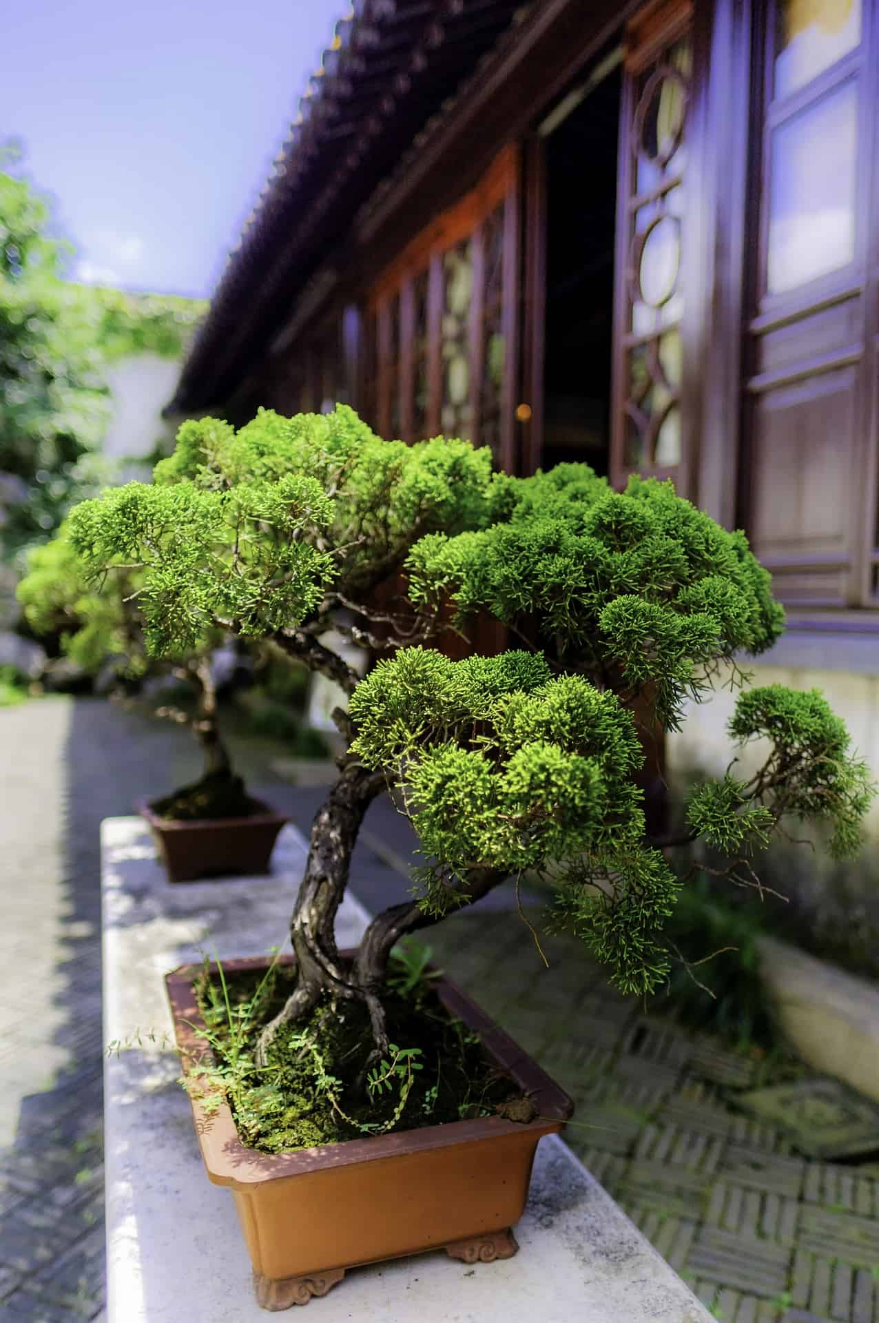 How Often Should U Water A Bonsai Tree at David Thompson blog