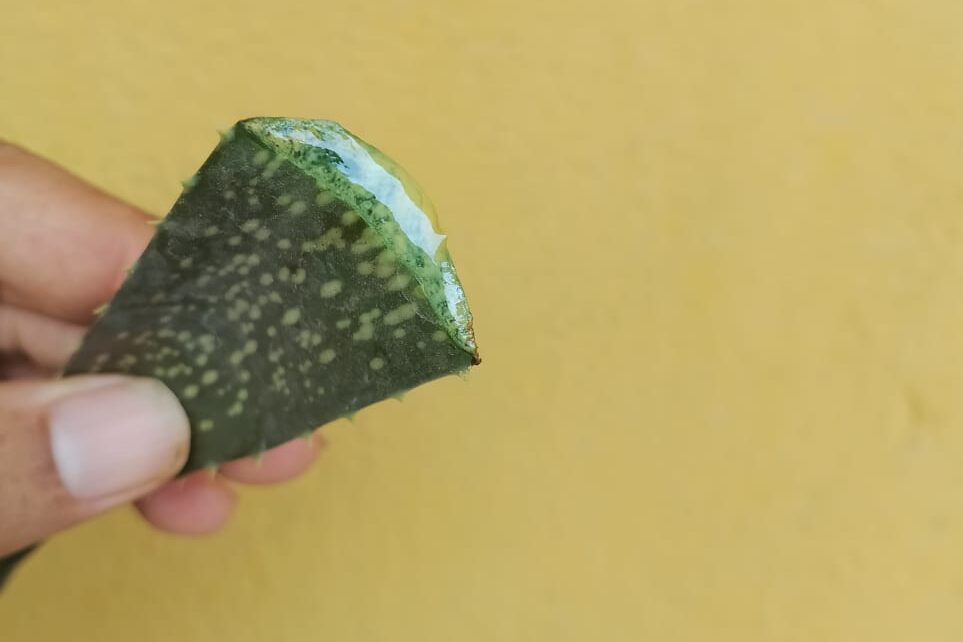 Can You Propagate Aloe Vera from Leaf Cuttings