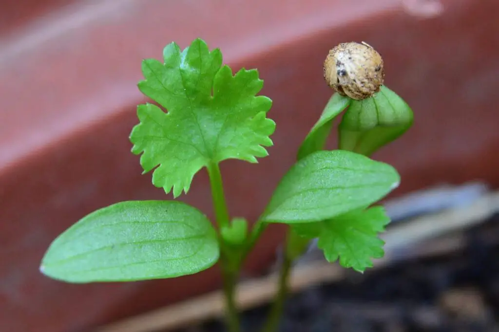 How Can you propagate cilantro