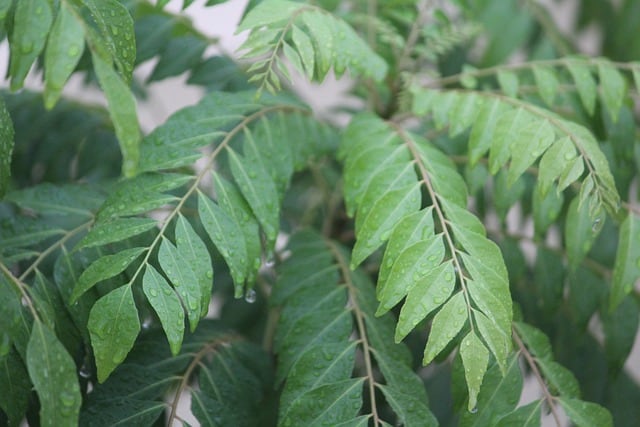 How to prune curry leaf plant 