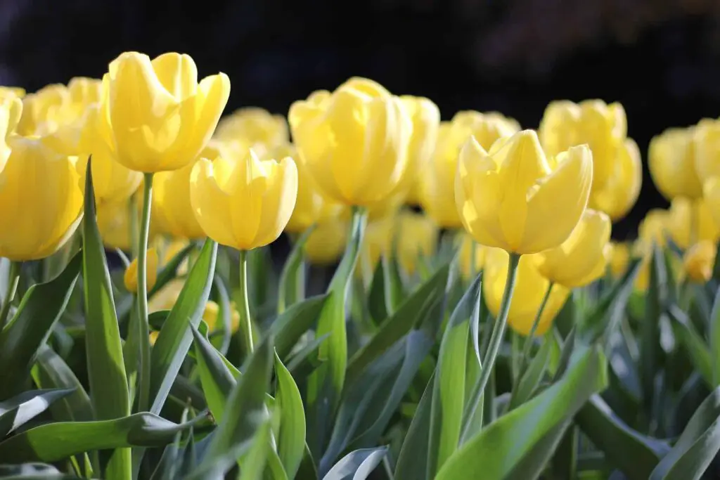 tulips yellow