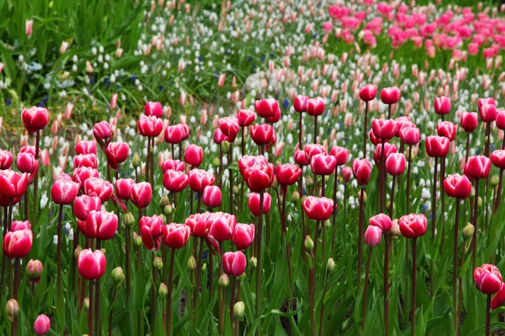 tulips garden