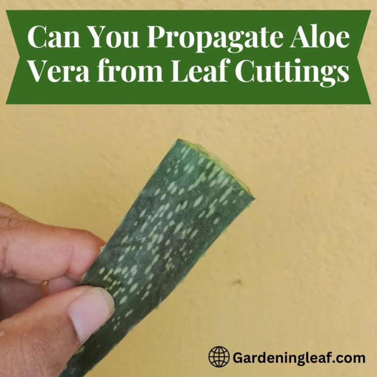 Can You Propagate Aloe Vera from Leaf Cuttings? 5 Easy Steps
