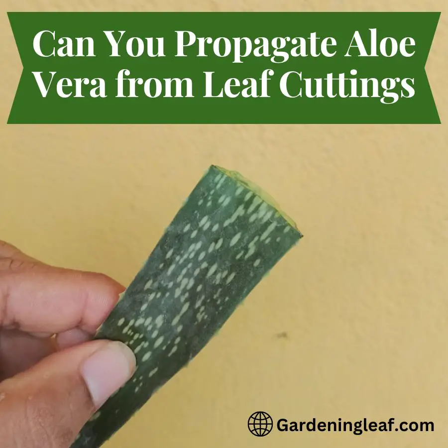 can-you-propagate-aloe-vera-from-leaf-cuttings-5-easy-steps