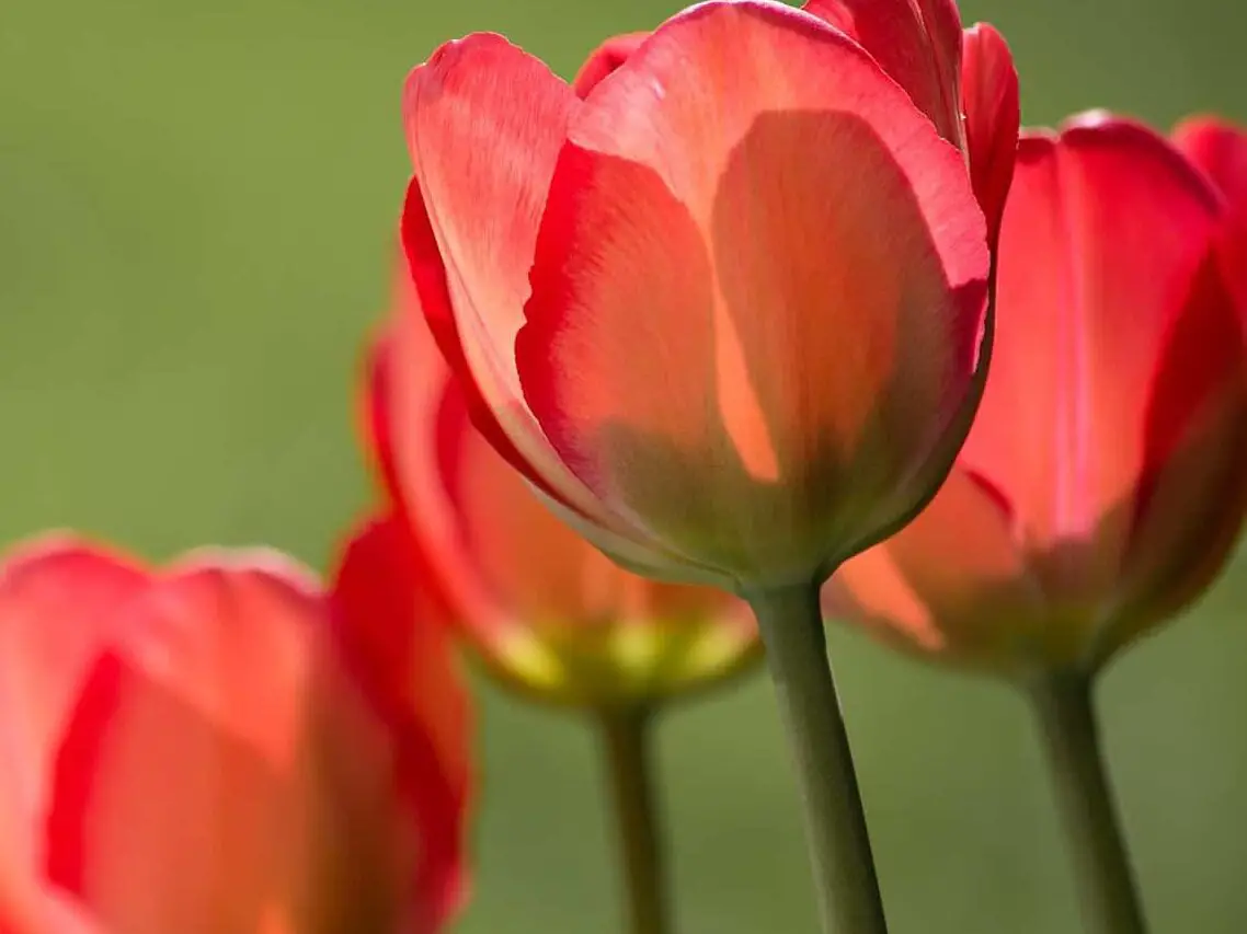 tulips 