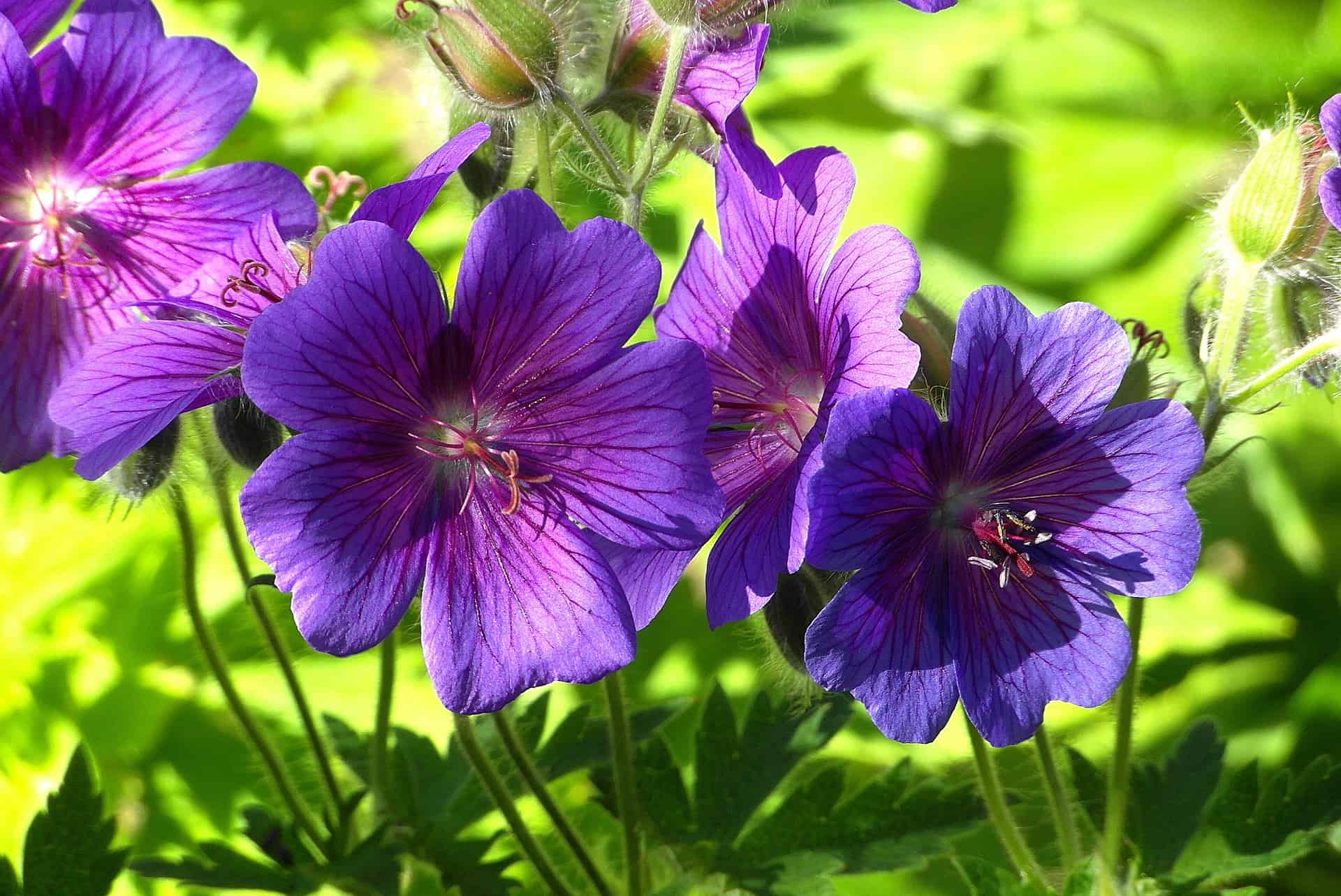How Often To Water Geraniums In Pots? An Effective Guide