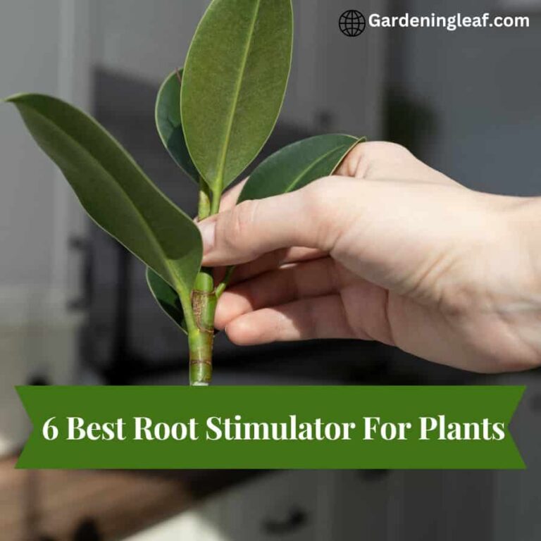 6 Best Root Stimulator For Plants : Plant Power