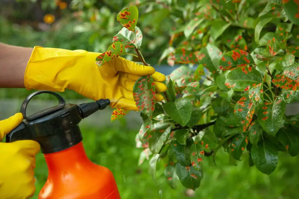 Best Time To Spray Fungicide