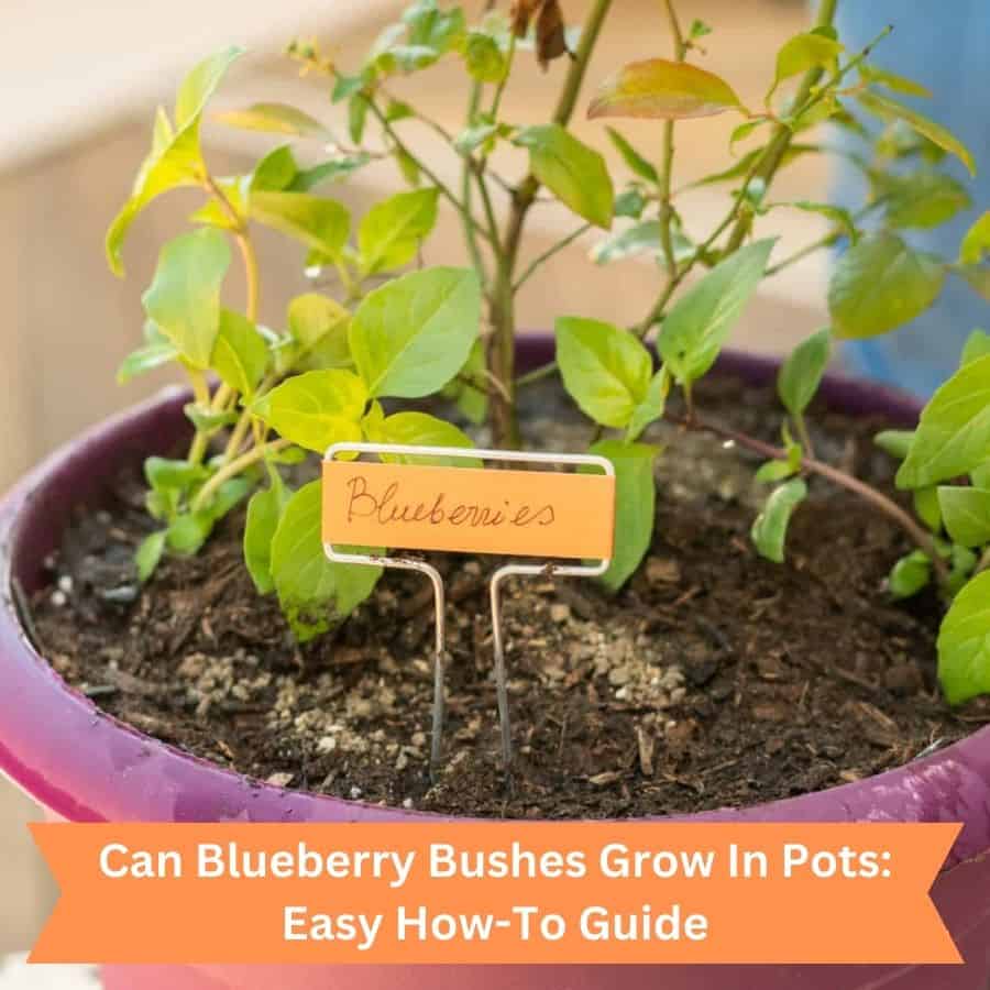 Can Blueberry Bushes Grow In Pots Easy HowTo Guide