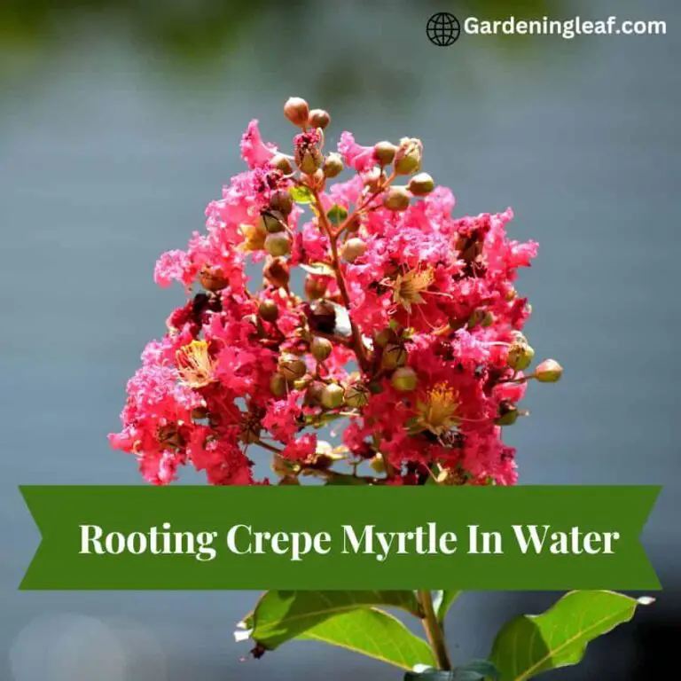 Rooting Crepe Myrtle In Water: A Simple Guide For Successful Propagation