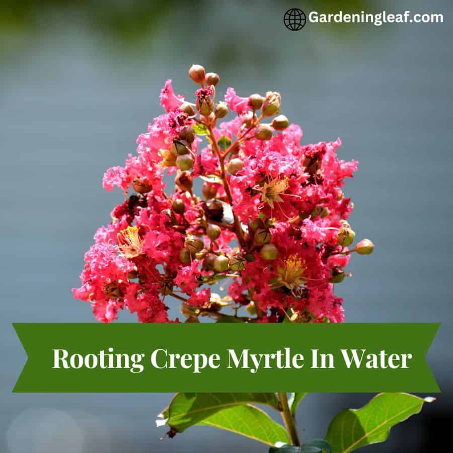 Crepe Myrtle